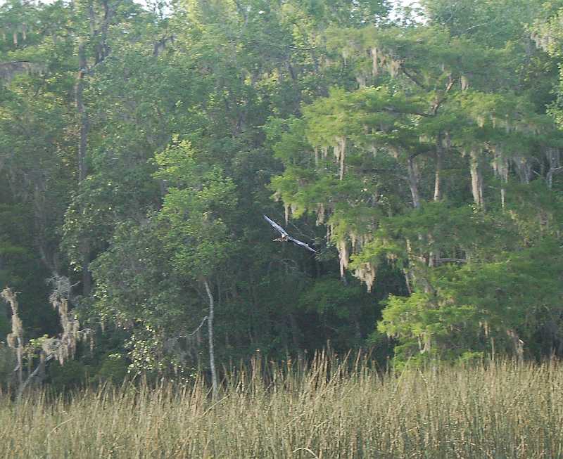 Bridge  - Spring 2006 080.JPG - Here comes an Anhinga.